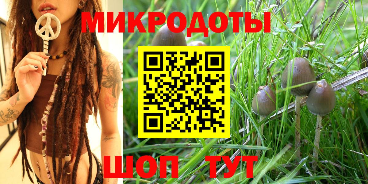 Псилоцибиновые грибы Psilocybine cubensis Ставрополь